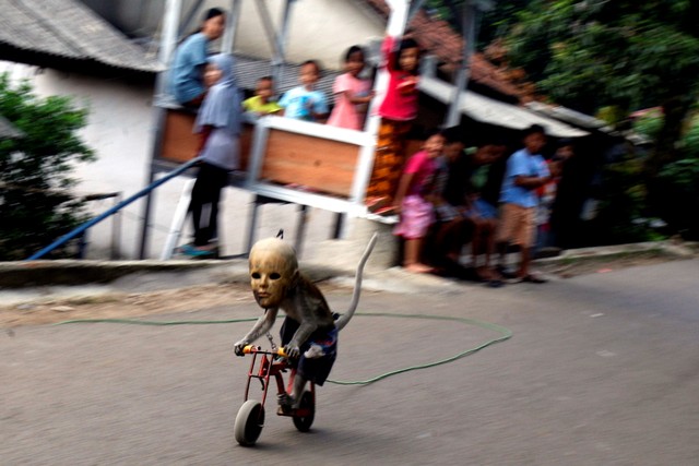 Atraksi topeng monyet di Bogor, Jawa Barat, Minggu (17/5). Foto: ANTARA FOTO/Yulius Satria Wijaya