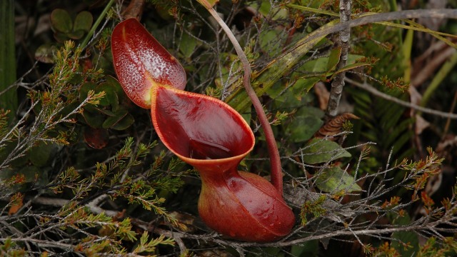 Foto: Wikimedia Commons