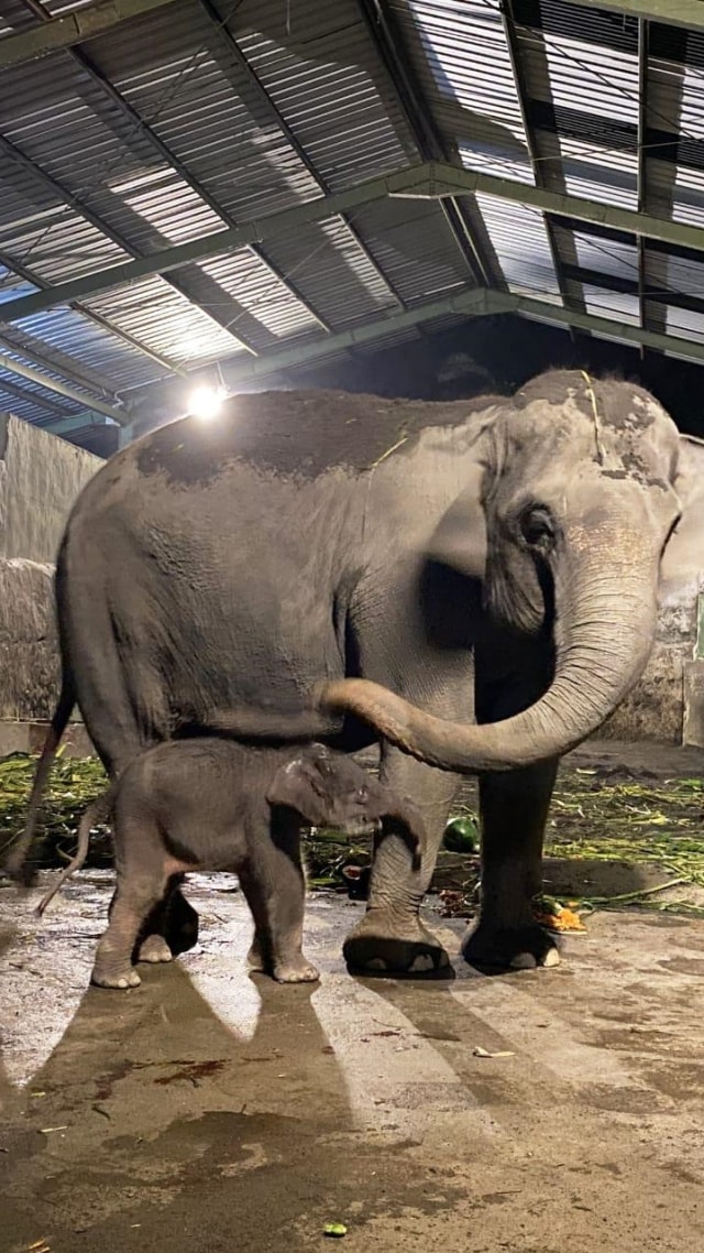 Gajah di Kebun Binatang Gembira Loka. Foto: Dok. KlHL