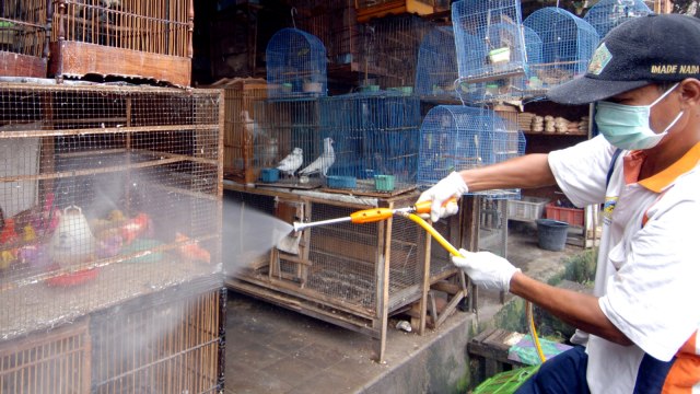 Seorang pekerja mendisinfeksi kandang burung di pasar burung di Denpasar, Bali. Foto: SONNY TUMBELAKA / AFP