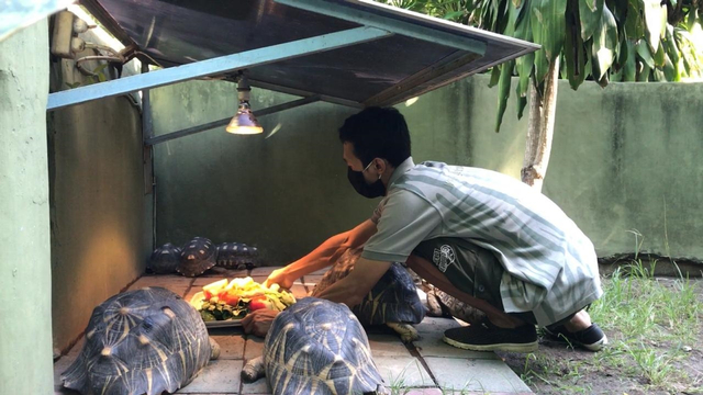Petugas saat memberi makan hewan di Kebun Binatang Gembira Loka. Foto: Dok. KlHL