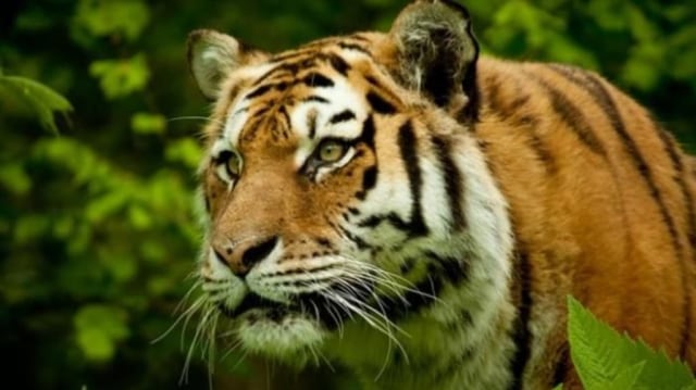 lustrasi Harimau Sumatera. Sumber: Shutter Stocks