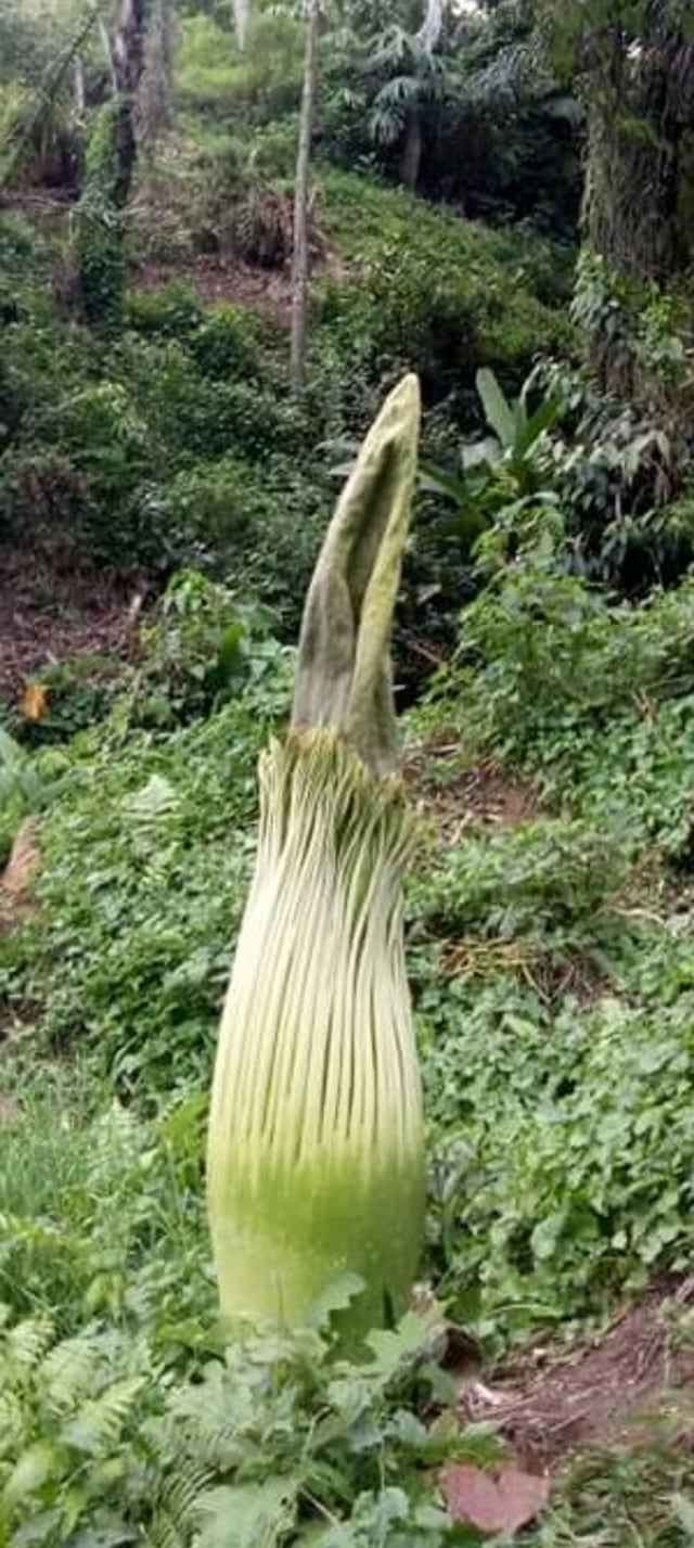 Unik, Bunga Bangkai Setinggi Hampir 2 Meter Muncul di Kab. Karo, Sumatera Utara (28942)