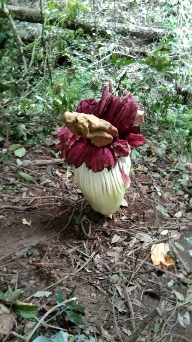 Unik Bunga Bangkai Setinggi Hampir 2 Meter Muncul Di Kab Karo Sumatera Utara Kumparan Com
