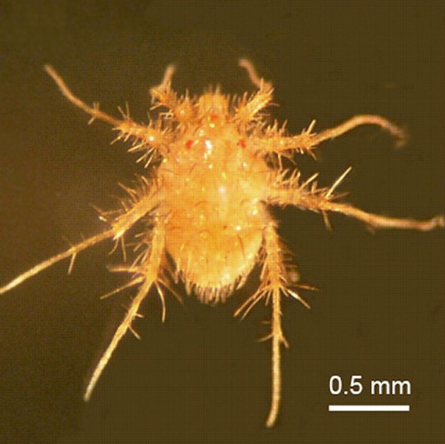 Kutu Paratarsotomus macropalpis. Foto: Grace C. Wu/The Journal of Experimental Biology