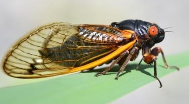 Jangkrik berkala atau tonggeret dari genus Magicicada. Foto: Twitter/Cicada Mania