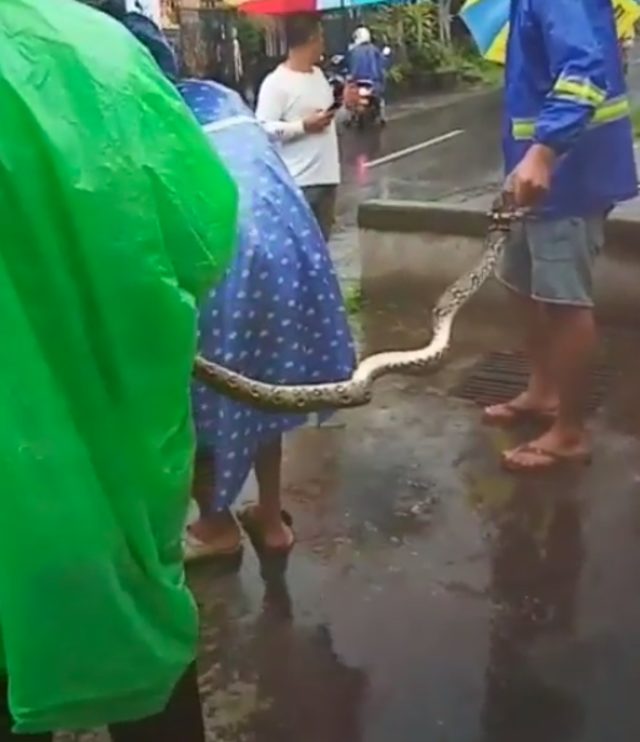 Remaja di Bbali pingsan setelah dililit ular piton eliharannya sendiri. Foto: Tangkapan layar Instagram @kabarklungkung