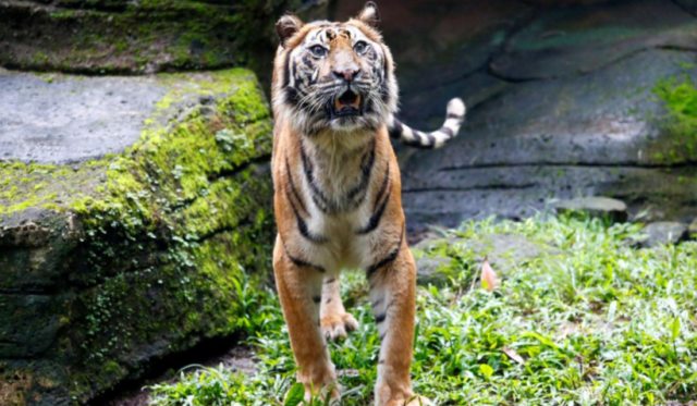 Harimau Sumatera di Kebun Binatang Bandung. Foto: REUTERS/Ajeng Dinar Ulfiana