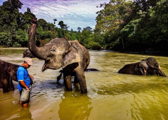 Gajah-gajah di ekowisata Tangkahan sedang berendam di sungai Foto: Instagram/Tutud Dwi Lestarie