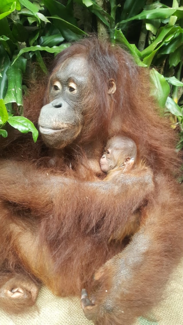 Orangutan dan anaknya yang lahir di tengah pandemi. Foto: Dok. KLHK