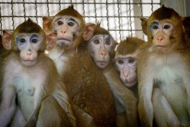 Sejumlah monyet di Pusat Penelitian Primata Thailand Universitas Chulalongkorn. Foto: AFP/Mladen ANTONOV