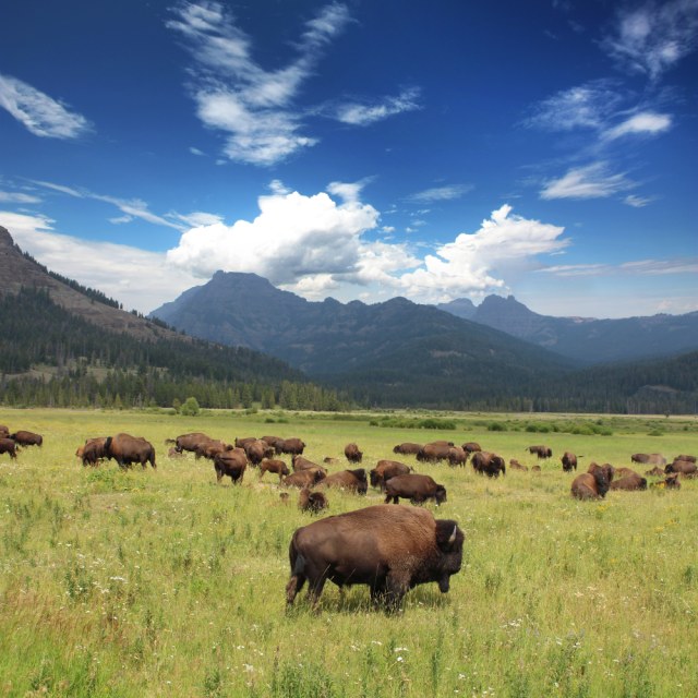 Bison di Taman Nasional Yellowstone Foto: Shutter stock 