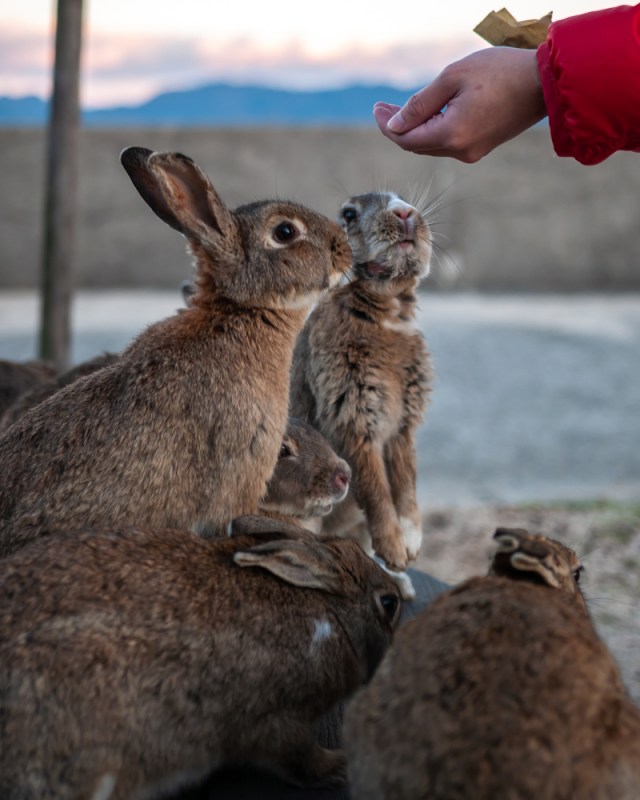 Pulau Okunoshima di Jepang yang dihuni ribuan kelinci  Foto: Shutter Stock