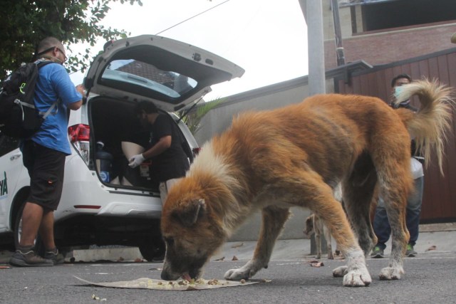 Kegiatan street feeding pada Senin (25/5/2020) di kawasan Pantai Padanggalak, Denpasar - ZTE