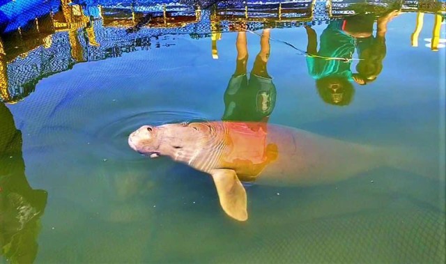 Seekor dugong yang berhasil diselamatkan warga dari pukat yang menjeratnya. Foto: Dok Hi!Pontianak