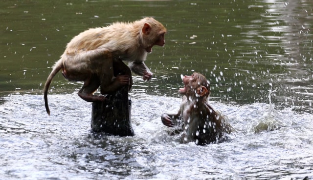 Monyet-monyet di India bermain air. Foto: AFP/Sanjay Kanojia