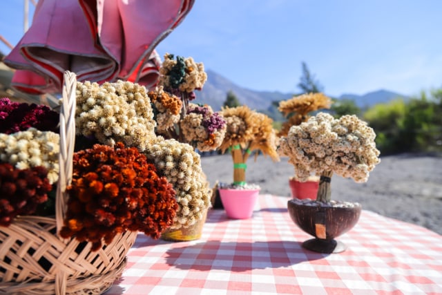 Bunga edelweiss yang dijual di kaki Gunung Merapi Foto: Shutterstock