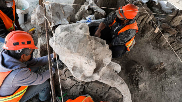 Foto: Fosil Mammoth Ditemukan Di Area Pembangunan Bandara Meksiko ...