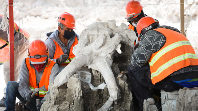 Arkeolog menemukan tengkorak dan gading mammoth di proyek pembangunan bandara Mexico City, Zumpango, Meksiko. Foto: Reuters/Henry Romero