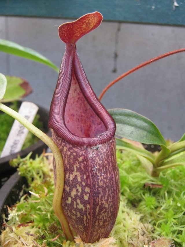 Nepenthes rigidifolia hanya berada di site spesifik di Sumatera. Foto: cornwallplantheritage.co.uk