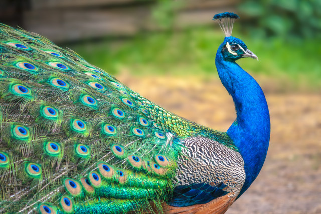 Ilustrasi burung merak. Foto: Shutter Stock