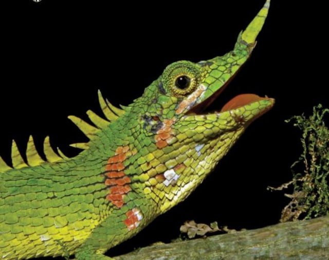 Kadal hidung tanduk atau Harpesaurus modiglianii Vinciguerra. Foto: Chairunas A. Putra/Taprobanica