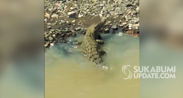 Buaya yang muncul di muara Sungai Cimandiri, tepatnya di Kampung Caringin, Desa Jayanti, Kecamatan Palabuhanratu, Kabupaten Sukabumi. | Sumber Foto:Istimewa