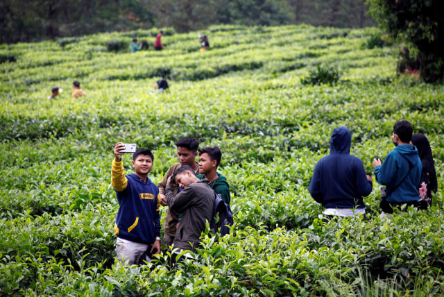 Suasana di kebun teh di Puncak, Cisarua, Kabupaten Bogor, Jawa Barat, Sabtu (30/5). Foto: ANTARA FOTO/Yulius Satria Wijaya