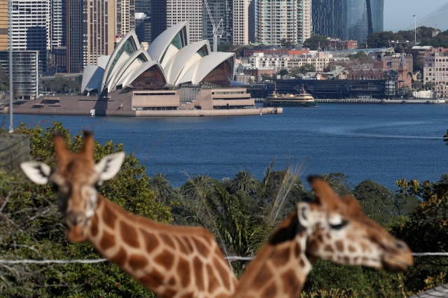 Sydney Opera House terlihat di belakang kandang jerapah di Kebun Binatang Taronga, Sydney, Australia, Senin (1/6). Foto: REUTERS/Loren Elliott