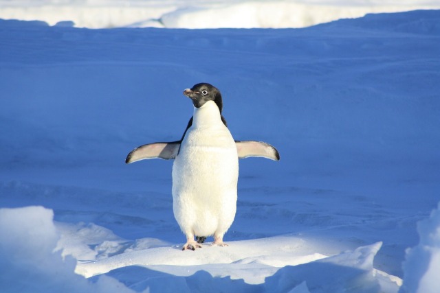 penguin-56101_1920.jpg