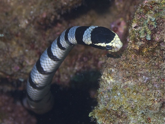 Ilustrasi ular weling.  Foto: Wikimedia Commons