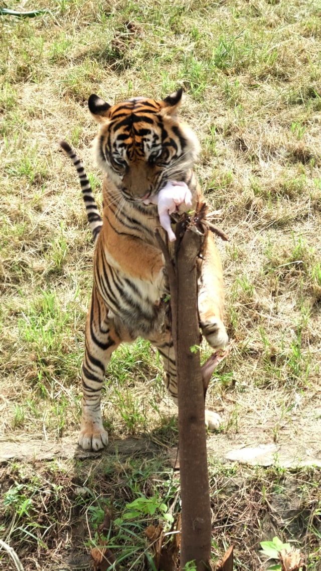 Harimau Sumatera. Foto: ANTARA FOTO/Maulana Surya