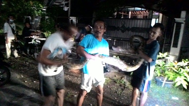 Warga Wirosaban Barat menangkap ular dari selokan. Foto: Istimewa.