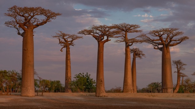 Pohon baobab di Madagaskar | Flickr/happy.apple