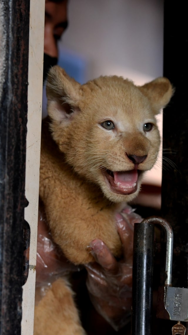 Perawat satwa menggendong bayi Singa Putih yang berjenis kelamin betina dan bernama Gisel di Taman Safari Prigen, Pasuruan, Jawa Timur, Kamis (4/6). Foto: ANTARA FOTO/Zabur Karuru