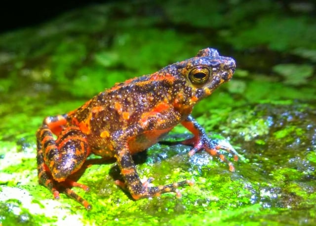 5 Tahun Menghilang Kodok Merah (Leptophryne cruentata) Muncul Lagi di Gn Salak pada Masa Pandemi COVID19. Foto: Haegel Alif, Balai TN Gunung Halimun Salak