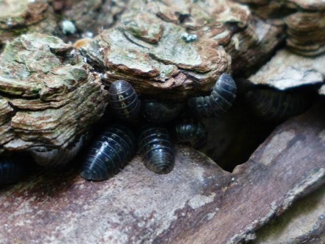 Ilustrasi Isopoda Foto: Pixabay