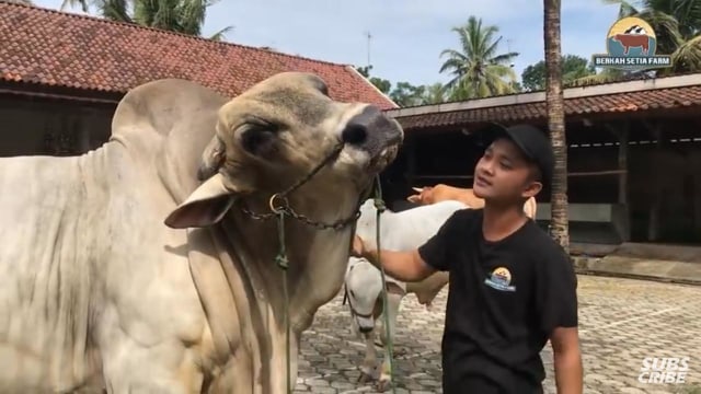 Hermawan bersama Mbah Gareng, sapi ikoniknya yang berbobot 1,1 ton. Foto : youtube/setiafarm