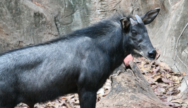 Serows Sumatera atau kambing hutan Sumatera yang memiliki nama ilmiah Capricornis sumatraensis.  Foto: wikimedia.commons