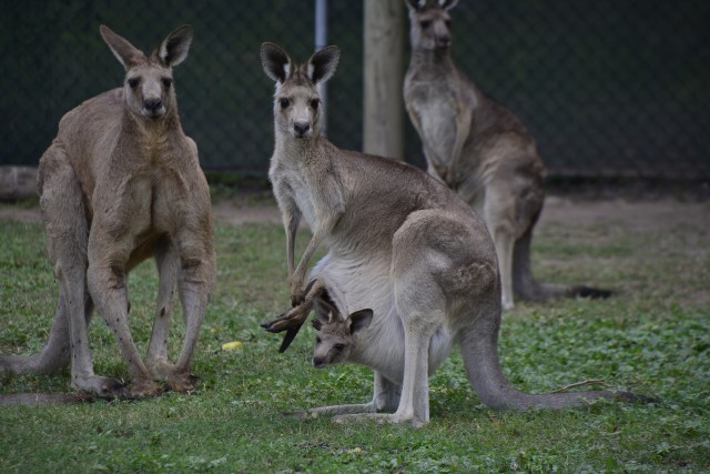 Kanguru. Foto: Andy Leung from Pixabay 