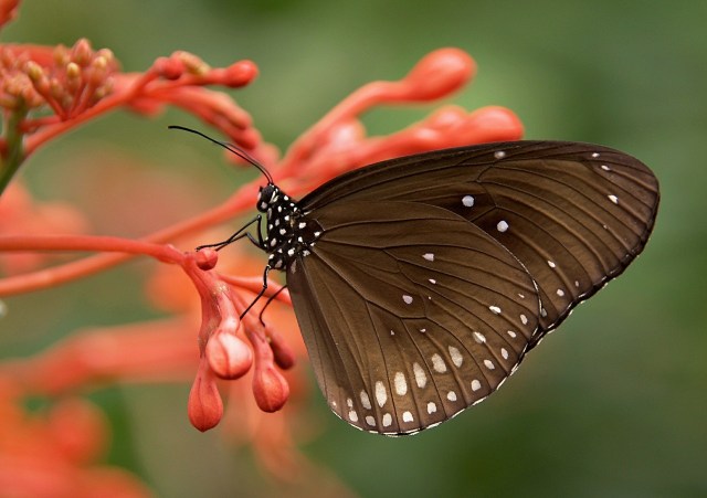 Kupu-kupu. Foto: Nicole Köhler from Pixabay 