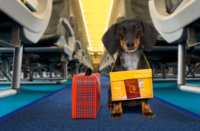 Ilustrasi Anjing saat naik Pesawat  Foto: Shutter stock 