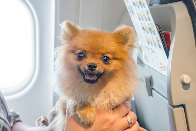 Ilustrasi Anjing saat naik Pesawat Foto: Shutter stock
