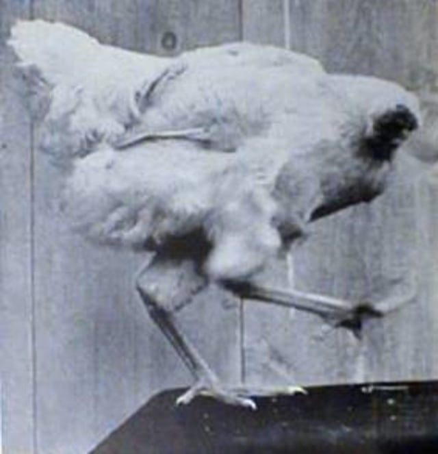 Ilustrasi Ayam Miracle Mike. Foto: Wikimedia Commons