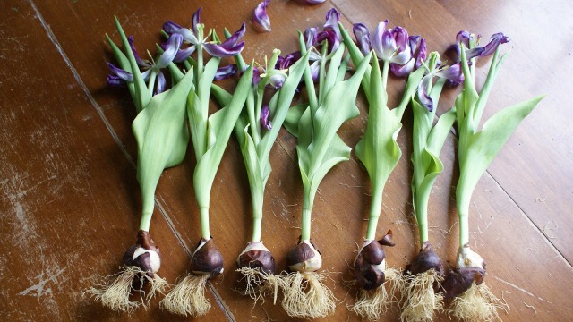 Umbi tulip | Foto oleh oleh David Nisley dari Pixabay 