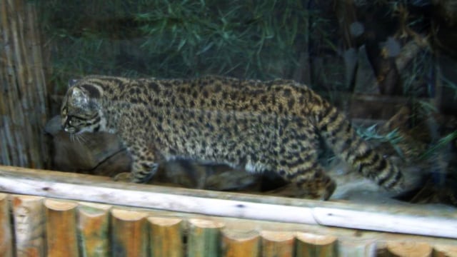 Mendengar Suara Meong Kucing Liar Terkecil di Dunia yang Mirip 