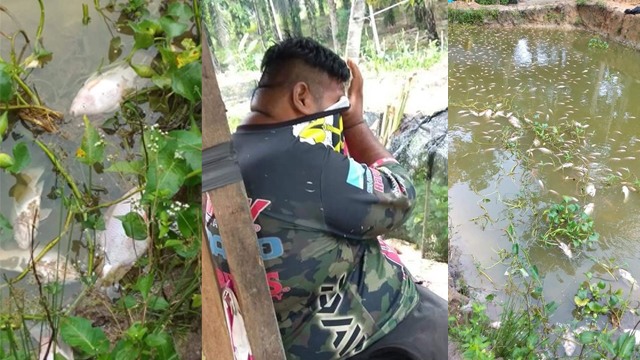 Peternak menangis ikan-ikannya mati karena terkena racun. (Foto: Zulkifli Kadir/Facebook)