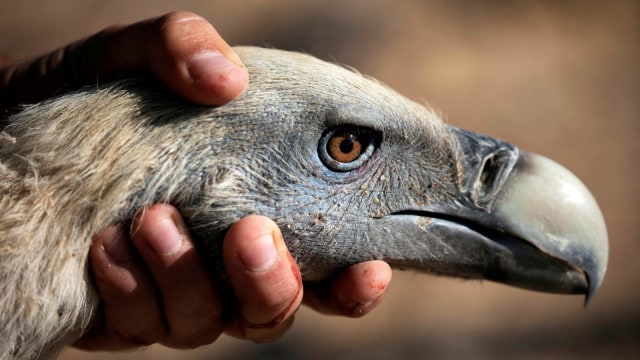 Seorang pelestari lingkungan memegang kepala burung bangkai griffon setelah ditangkap untuk melindungi dan meningkatkan populasinya di Israel. Foto: AMIR COHEN/REUTERS