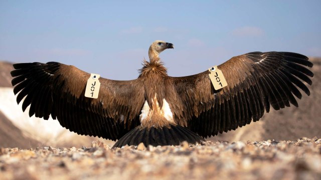 Burung hering membentangkan sayapnya dengan tag lacak saat bersiap untuk terbang. Foto: AMIR COHEN/REUTERS