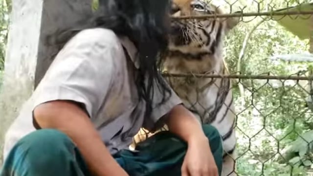 Abdullah Sholeh alias Cak Sholeh yang telah hidup dengan seekor harimau benggala belasan tahun. Foto: Tangkapan layar YouTube Panji Petualang